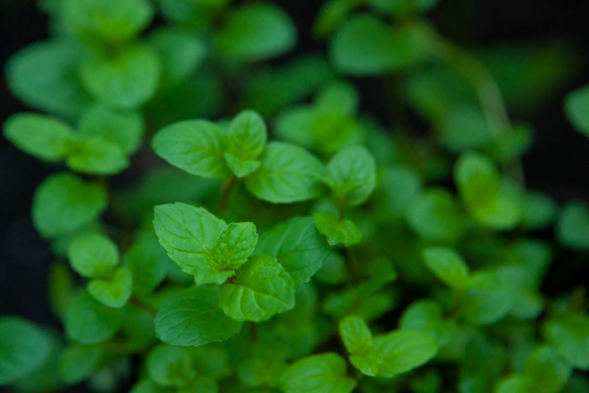 Fresh mint leaves next to oral care products